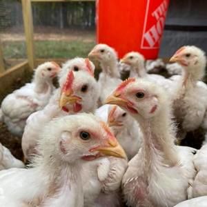 Meet your Posher, Millstown